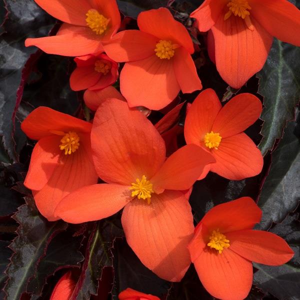 Begonia Rivulet Orange